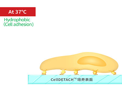 37℃時，溫敏聚合物涂層為高分子卷縮狀態(tài)，表現(xiàn)為輕度疏水性，更有利于細(xì)胞的貼附