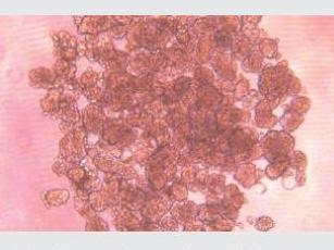 經(jīng)不同細(xì)胞培養(yǎng)測試驗證，表面幾乎無細(xì)胞貼壁，可快速實現(xiàn)可重復(fù)、一致、可靠的細(xì)胞球培養(yǎng)