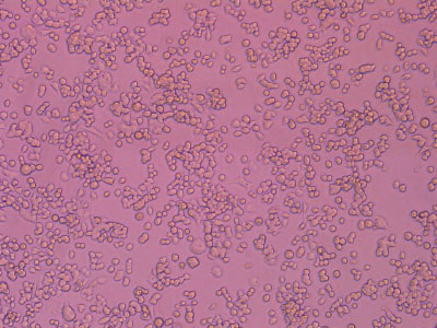 經(jīng)細(xì)胞培養(yǎng)測(cè)試驗(yàn)證，細(xì)胞貼壁率達(dá) 90% 以上，貼壁細(xì)胞活率達(dá)95%以上