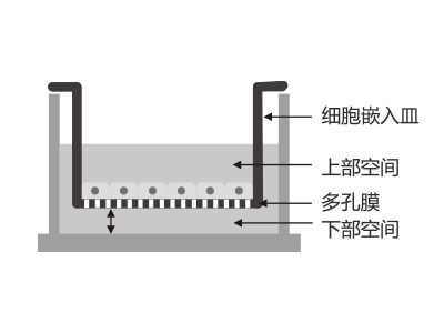 懸掛式設(shè)計，嵌入皿移細胞嵌入皿移動時單層細胞不受影響上部空間 ，還能防止培養(yǎng)液通過中毛細作用流失